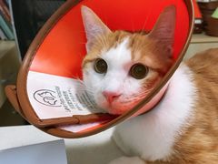 -乐派堂宠物医院·猫友好· 心脏科(东街店)