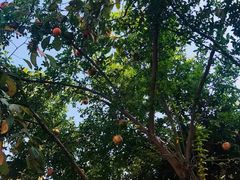 -罍+村(半边街店)