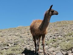 -新疆天山野生动物园