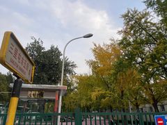 -三里屯东五街银杏大道