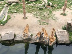 -野生动物园-停车场