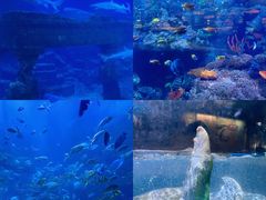 -海合安青岛极地海洋公园