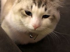 -房东的猫宠物生活馆