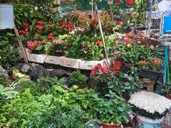 -曲阳花鸟市场(曲阳路店)