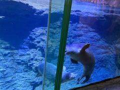 -海合安青岛极地海洋公园