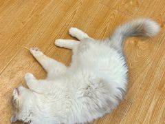 -有喵·猫咖·狗咖·40+猫狗有小奶狗(岗厦店)