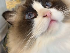-平行世界·猫咖(首经贸店)