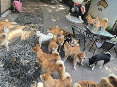 -柴犬高等学院·狗咖·柴犬售卖·宠物训练