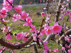 -德记牛肉社潮汕鲜切牛肉火锅(中心路店)