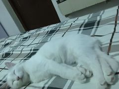 -芭比堂动物医院·犬猫全科·异宠专科(雁塔分院)