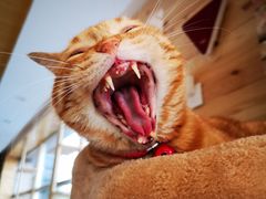 -猫的茶·猫咖