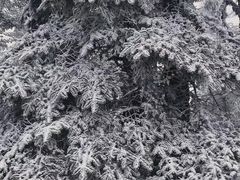 -瓦屋山景区