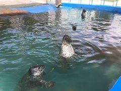 -北戴河圣蓝海洋公园