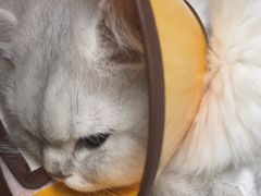 -瑞派紫金宠物医院24小时·骨科·中兽医·重症转诊中心(番禺大石院)