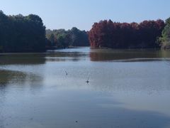 -上海海湾国家森林公园