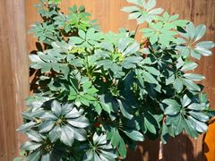 -徽三说·土徽菜·中国徽菜连锁品牌(一中店)