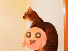 -滚猫咖啡·猫咖·猫友好撸猫(未来城店)