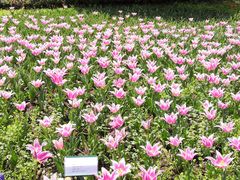 -上海鲜花港