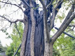 -上海佘山国家森林公园天马山园