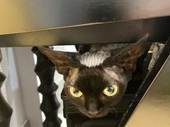 -琪喵猫屋·撸猫猫咖·猫舍