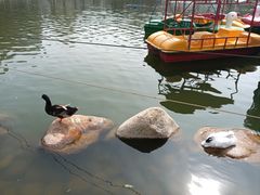 -莲湖公园