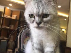 -more than meow吴止猫主题餐厅(承德 中船汇店)