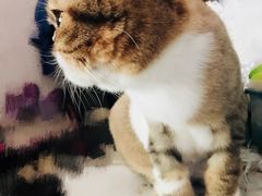 -纳吉亚猫专科动物诊疗中心(蒋宅口分院)