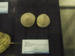 -上海海洋大学鱼文化博物馆(军工路校区)