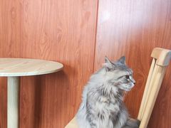 -楼上猫咖(罗湖店)