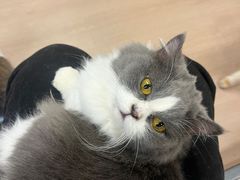 -喵八撸猫馆