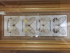 -上海大自然野生昆虫馆