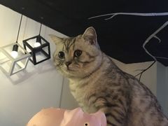 -Doors独立剧情密室(东门分店)