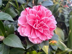 -苏州公园(双塔街道)
