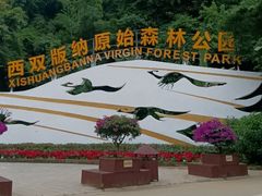 -西双版纳原始森林公园
