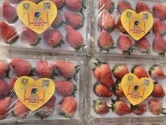 -田趣农庄草莓采摘园