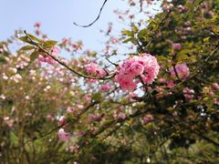-南山植物园