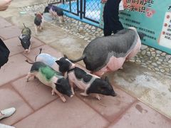 -太阳岛度假酒店