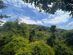-西双版纳原始森林公园