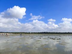 -红树林天天赶海