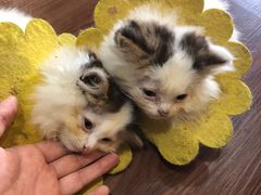 -楼上猫咖(罗湖店)