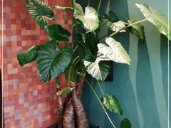 -星叶·东南亚料理(宁波万象汇店)