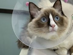 -中农大我爱我爱动物医院·核磁CT·猫病·24小时夜诊中心(石佛营店)