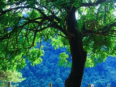 -鼎湖山风景区