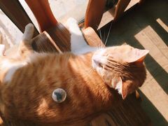 -猫咖时代(中山亭店)