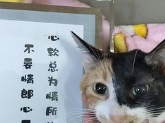 -瑞派蒂凯宠物医院·免疫点·宠保定点