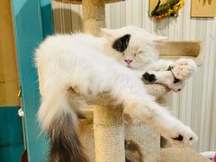 -猫小院猫主题咖啡厅(北锣店)