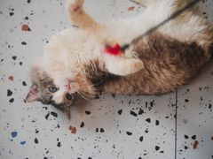 -喵喵咪呀布偶猫咖(春熙路店)