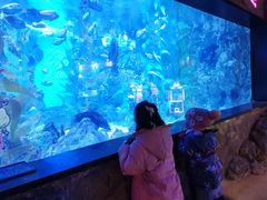 -烟台海昌鲸鲨海洋公园