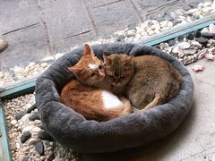 -喵屿·大理花园猫咖