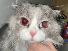 -东莞宠友24H宠物中心医院·转诊夜诊·异宠(新河北路院)